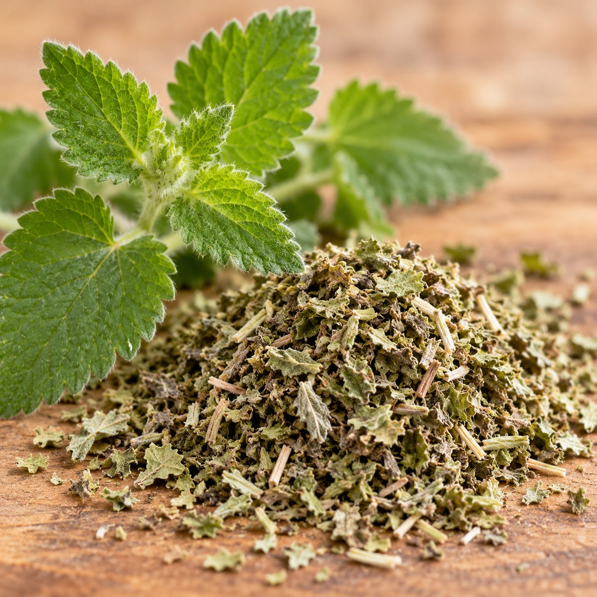 Filled with real catnip: fresh and dried catnip leaves